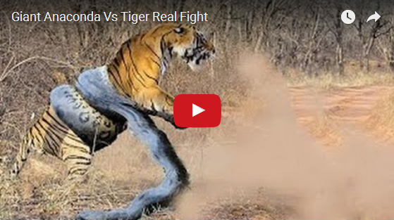 Giant Anaconda Eat King Lion - AMZING NEWS(US1)