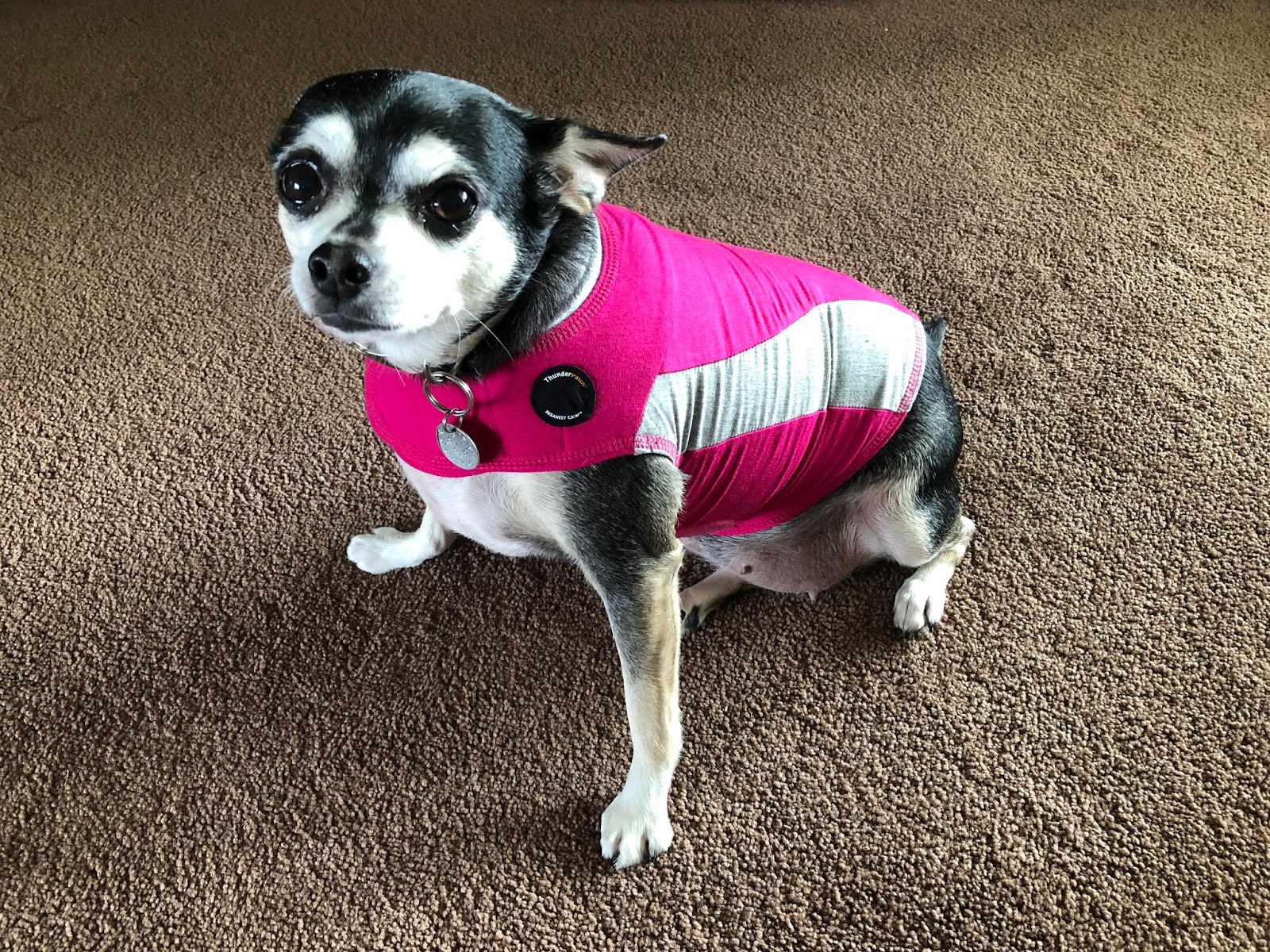 Thundershirt For Cats Review Dreamworks