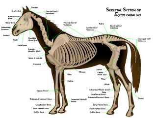 Atın iskelet yapısı