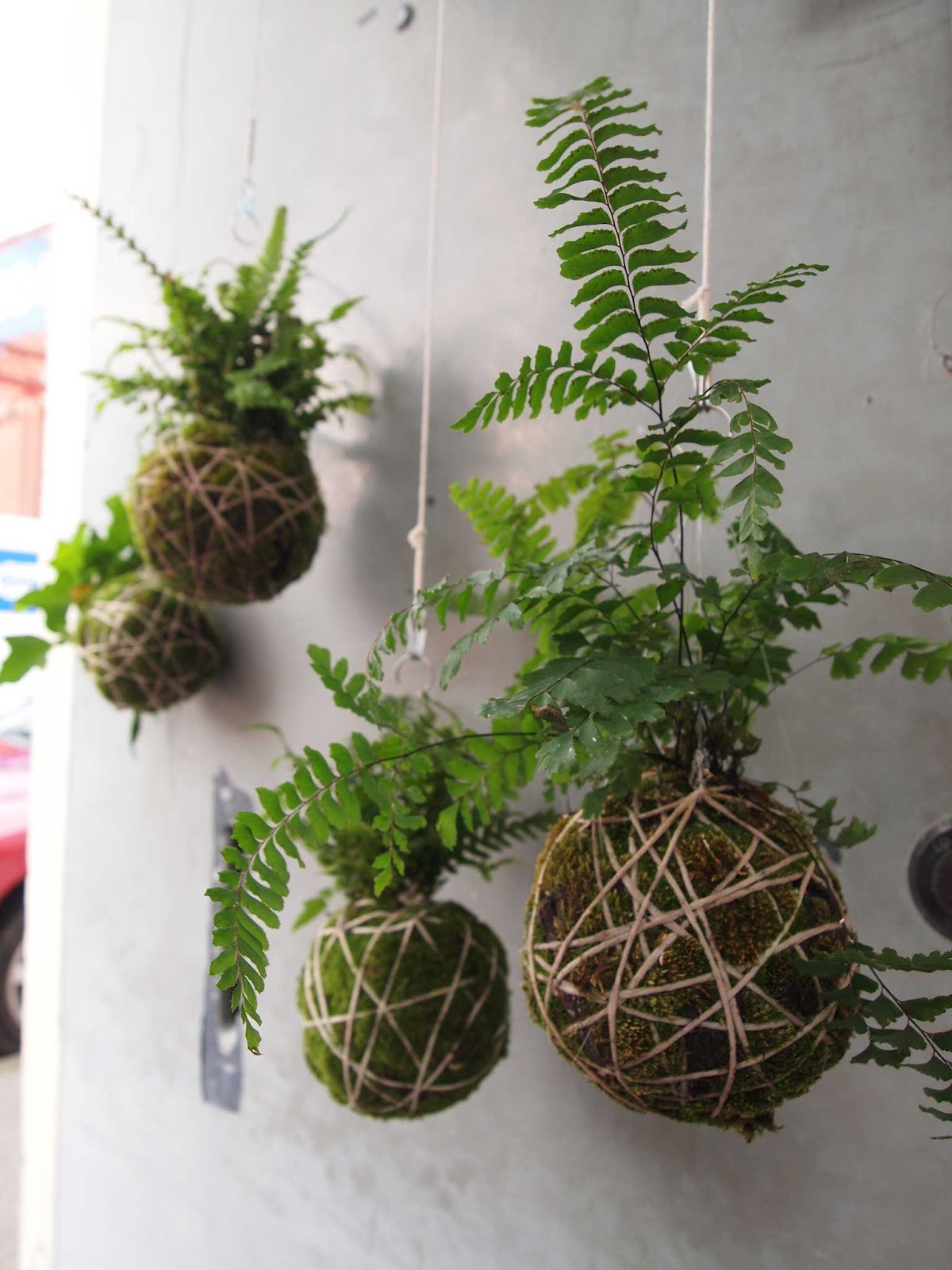 Loop the Loop New String Gardens Ready for Spring