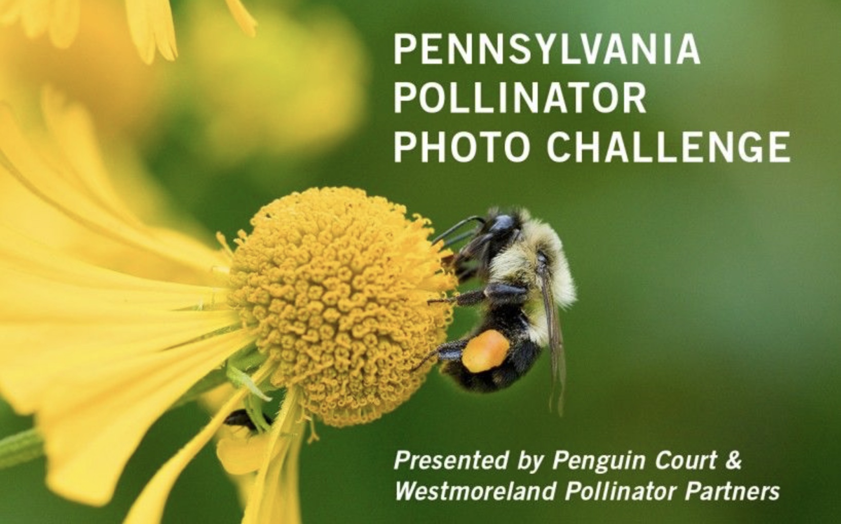 PA Environment Digest Blog Reminder Westmoreland Pollinator Partners