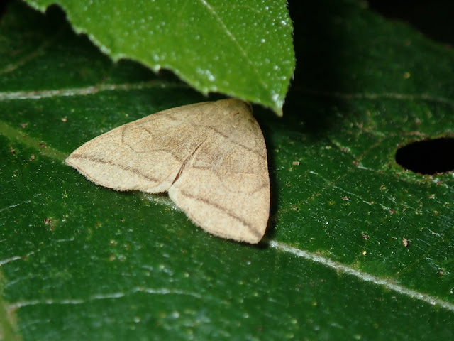 Herminia grisealis Herminia grisealis