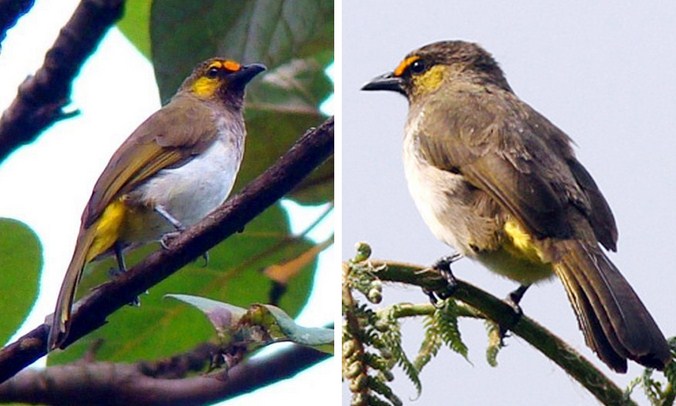 Proses Perawatan Burung Cucak Wilis Agar Rajin Berbunyi Dan Cepat