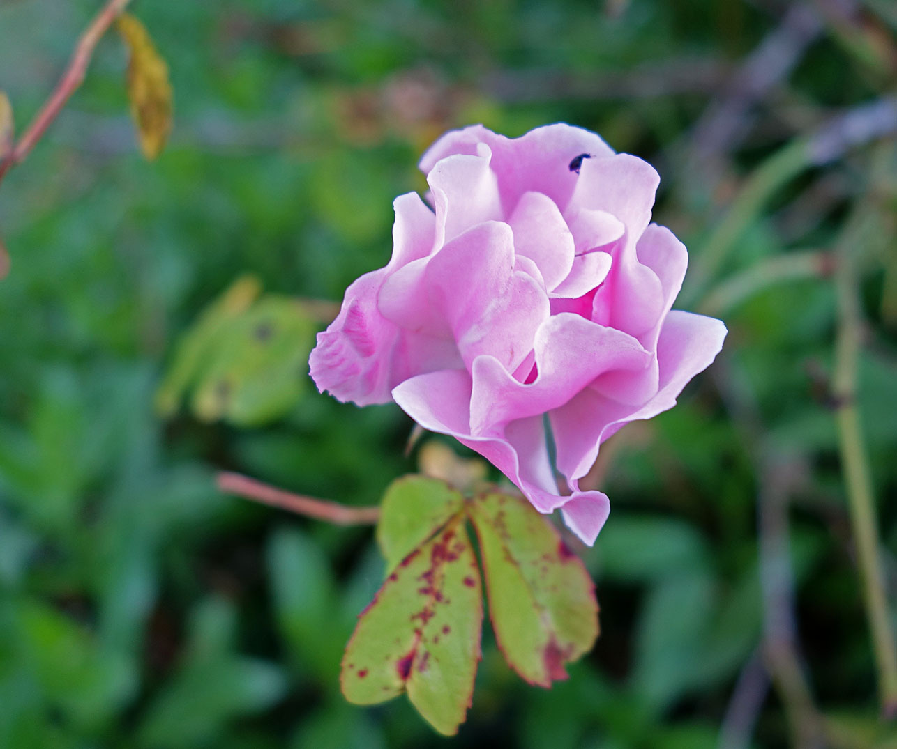 Living the life in Saint-Aignan: Encore des roses...