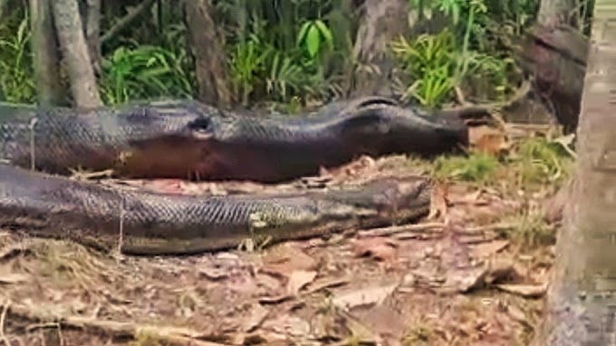 Pescador flagra anaconda na floresta amazônica