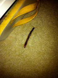 centipede desert giant fear jen oshman centipedes oki plague destroys midday