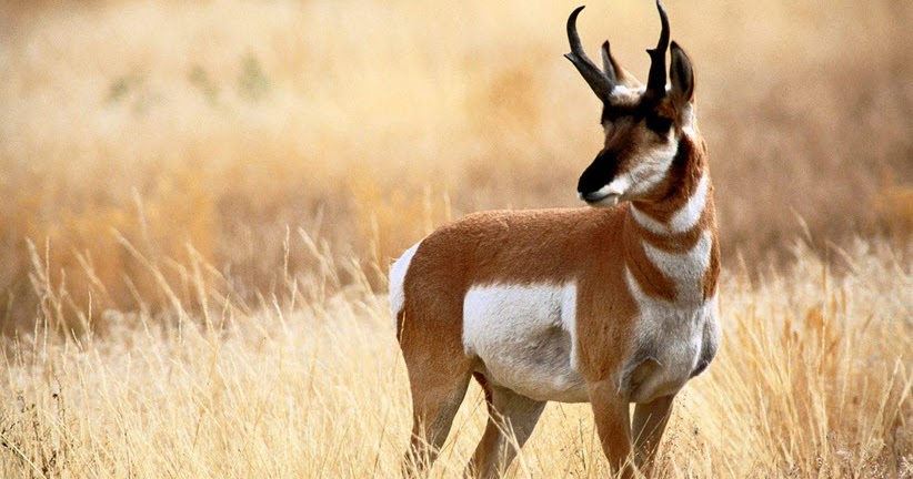 Pronghorn The Biggest Animals Kingdom