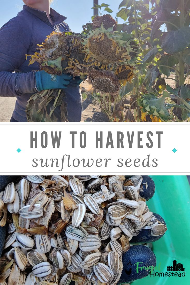 How to Harvest Sunflower Seeds for Planting