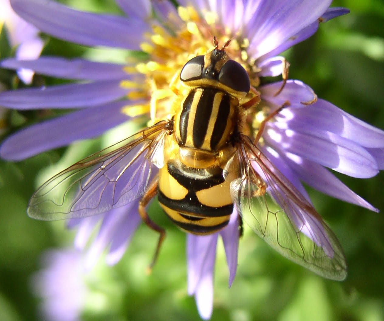 Pollinators The Great Impersonators, flower flies
