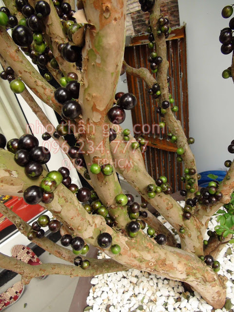 Cơn sốt Nho thân gỗ ( Jabuticaba ) có tại Nhà vườn Khánh võ Nho-than-go-lau-nam