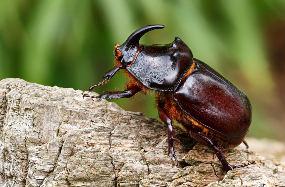 Can Rhinoceros beetles hurt you? Where can you find rhino beetles?