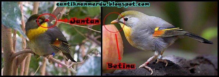 Mengenal Burung Robin Jantan Dan Betina