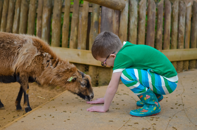 Colchester zoo, visit Essex, Colchester with children