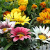 Gazania Flower Images HD Background 