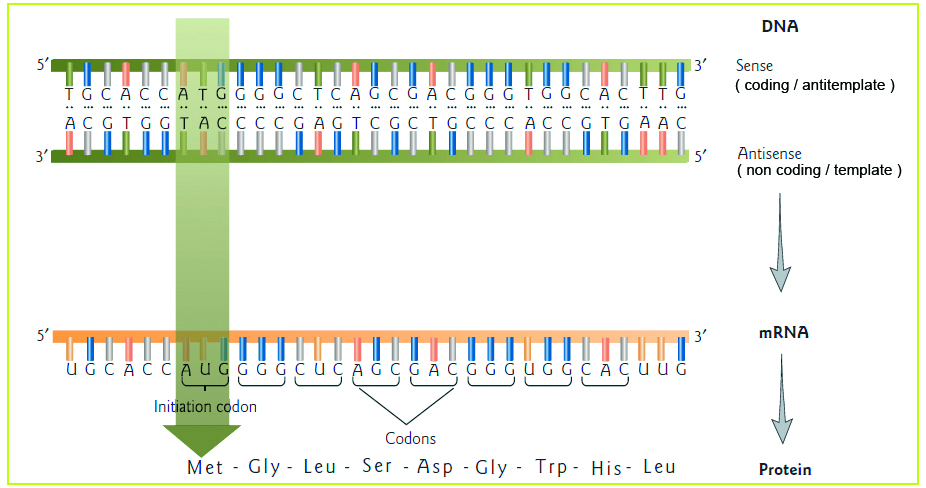 Perbedaan Sense Antisense Template Dan Anti Template Generasi Biologi