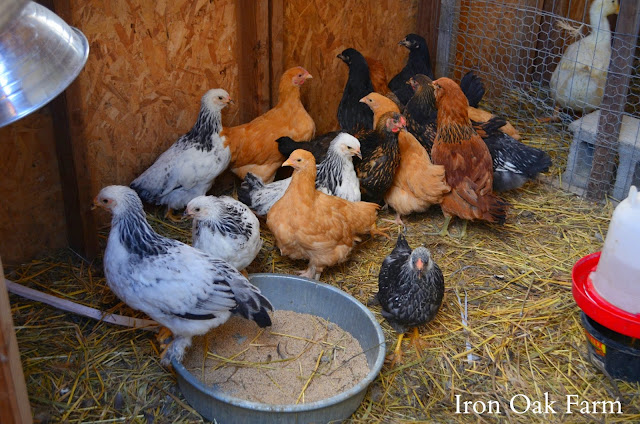 Iron Oak Farm: Chickens, Turkeys, Ducks and Guineas