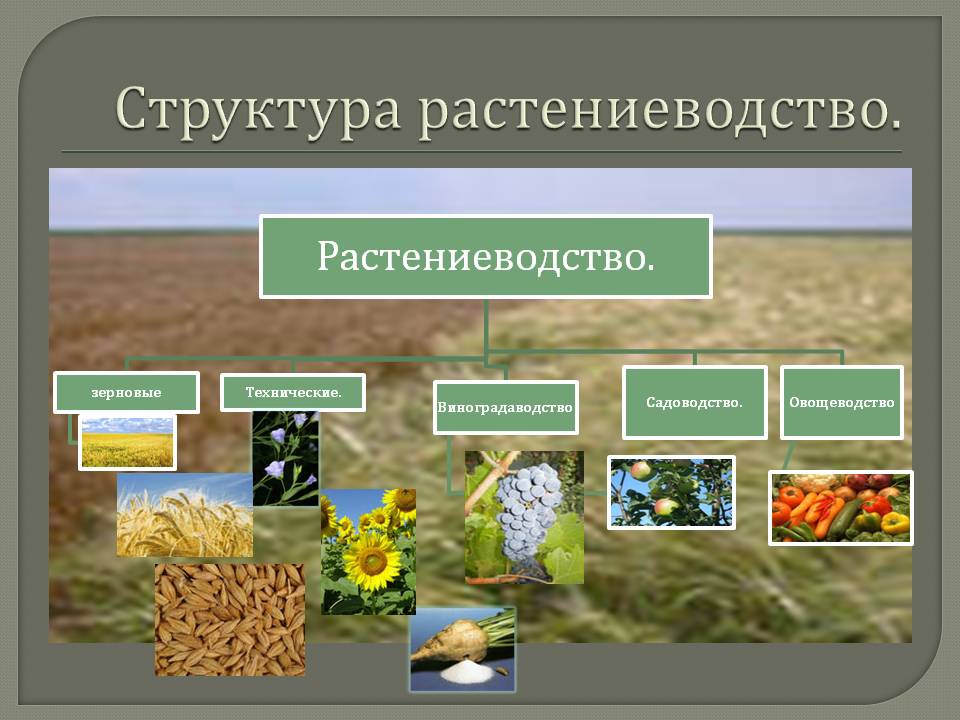 Растениеводство культуры. Структура растениеводства. Основные отрасли растениеводства. Структура сельского хозяйства Растениеводство. Отраслевой состав растениеводства.