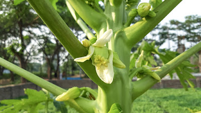 pepaya, buah pepaya, bunga pepaya, daun pepaya,