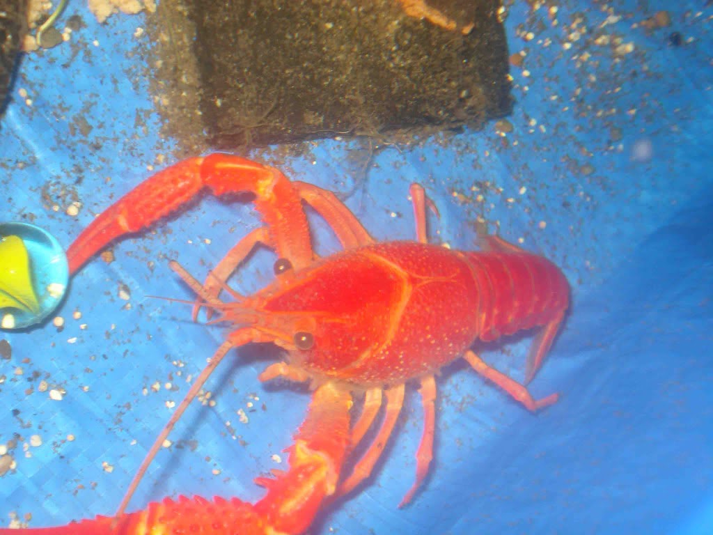budidaya udang lobster air tawar