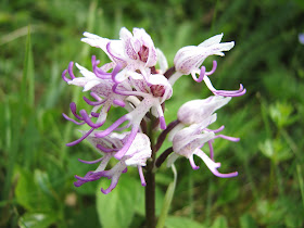 Monkey Orchid - Oxfordshire