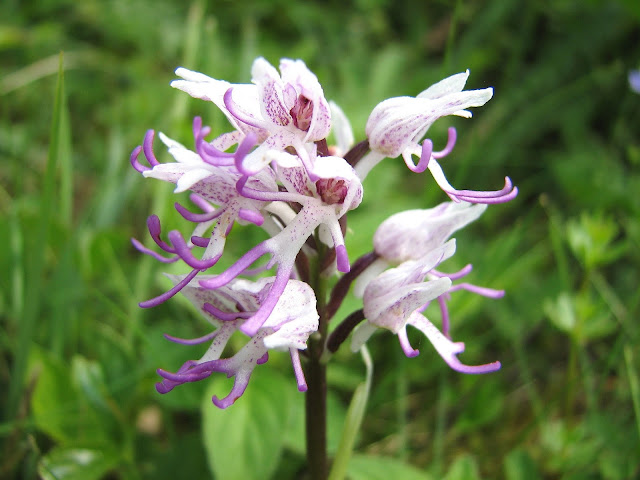 Monkey Orchid - Oxfordshire