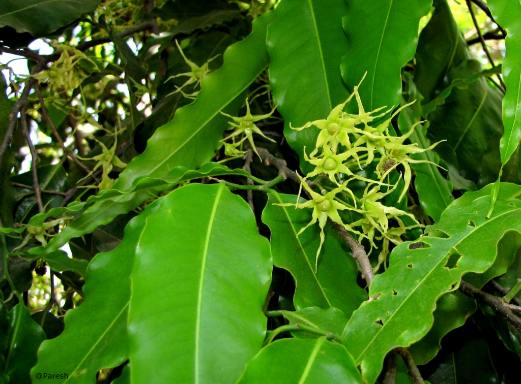 Gifting Trees... Ashoka The Great