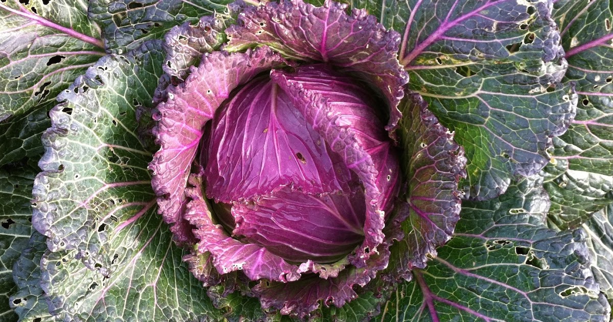 Good Stuff NW Smothered Cabbage, Louisiana Style