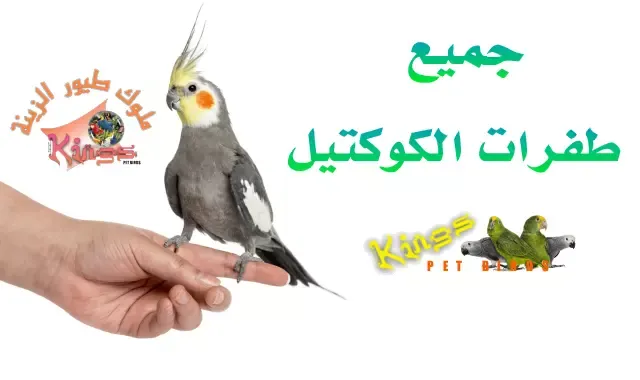 جميع أنواع طفرات طائر الكوكتيل بالصور