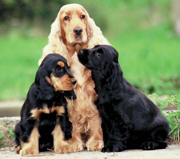 are cocker spaniels diggers