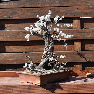 Prunus spinosa, yamadori, blossoms