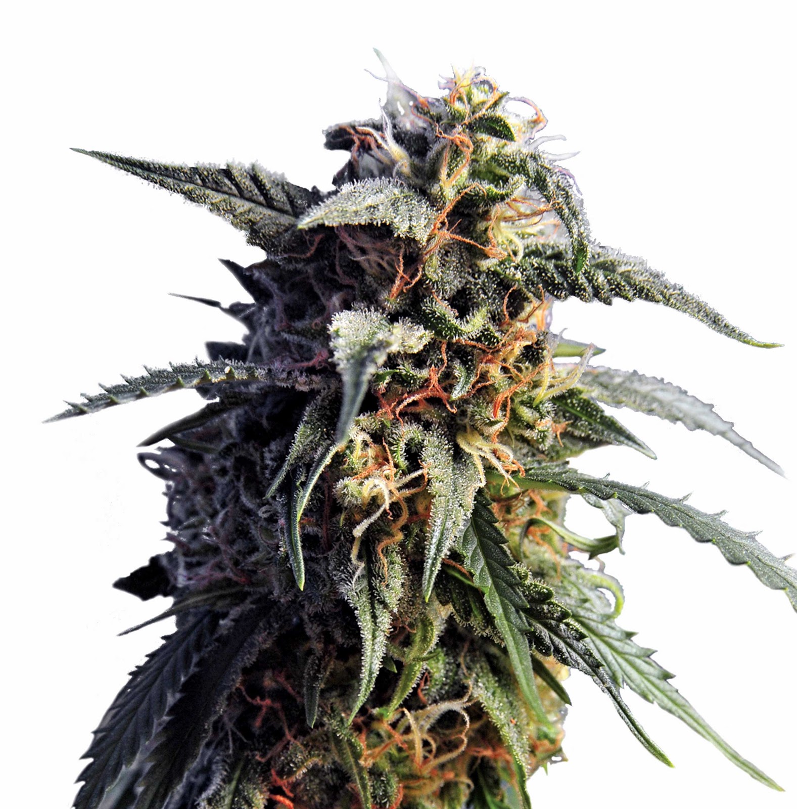 Cannabis Indica The Essential Guide Zombie Rasta By Hero Seeds cannabis-indica-the-essential-guide-zombie-rasta-by-hero-seeds