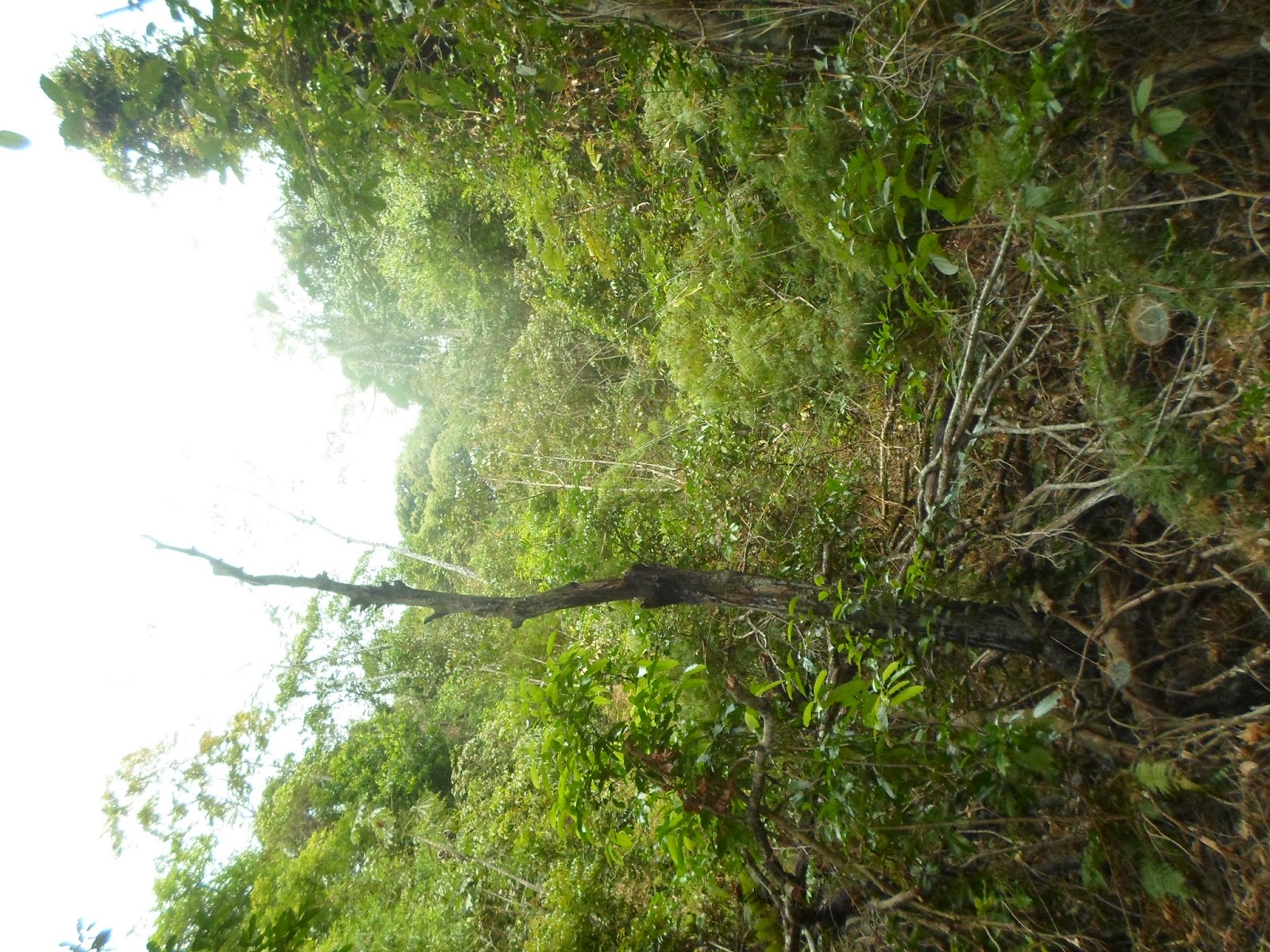LA CULTURA DE EL SALVADOR. EL IMPOSIBLE. BOSQUE. AHUACHAPÁN. EL SALVADOR