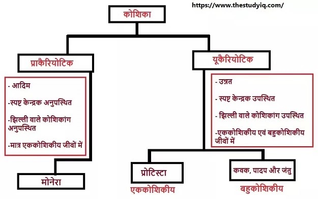 koshika-kise-kahate-hain