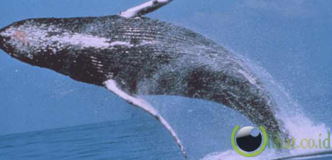 Humpback Whale (Paus Bungkuk)