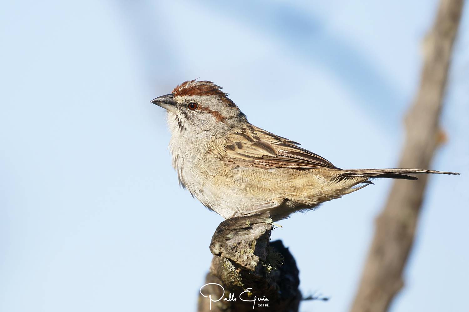 mis fotos de aves Rhynchospiza strigiceps Cachilo Corona Castaña
