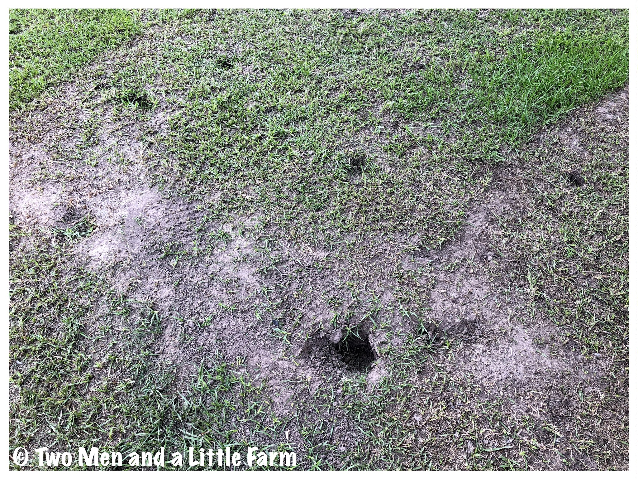 Two Men and a Little Farm: MYSTERY HOLES IN YARD