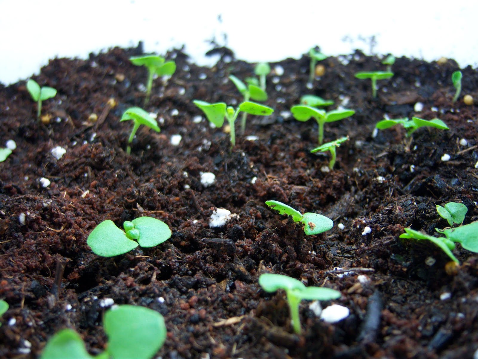 Ravage Reviews Today my basil sprouts were transplanted!