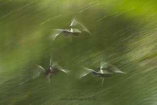 Langzeitbelichtung Naturfotografie Wildlifefotografie Lippeaue Fotokunst Kunstfotografie