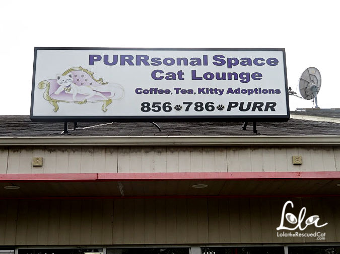 purrsonal space |cat cafes