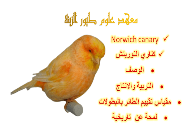  كناري النوريتش Norwich canary