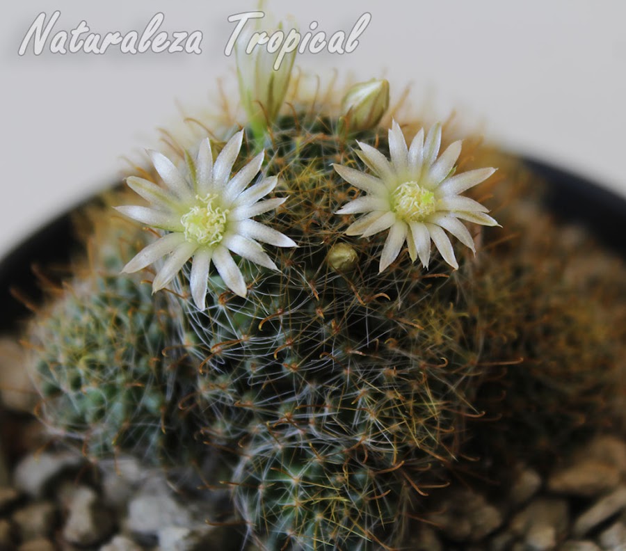 Mammillaria crinita ssp leucantha en flor