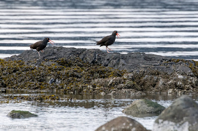 Black Oystercatchers