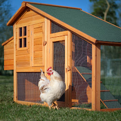 weird chicken rent dikongsi fuad bersama informasi