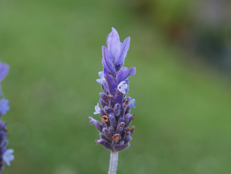 Espliego (Lavandula angustifolia) flor silvestre azul