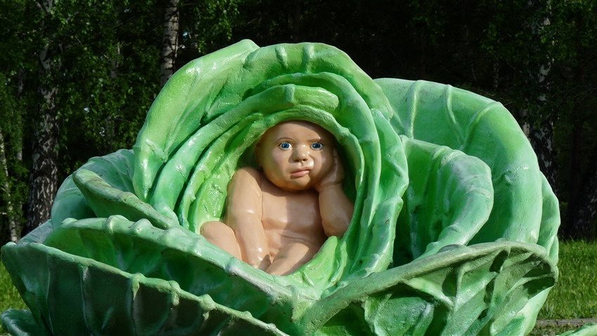 Малыш в капусте рисунок