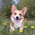 14 Hilarious Corgi Memes You’ve Never Seen Before