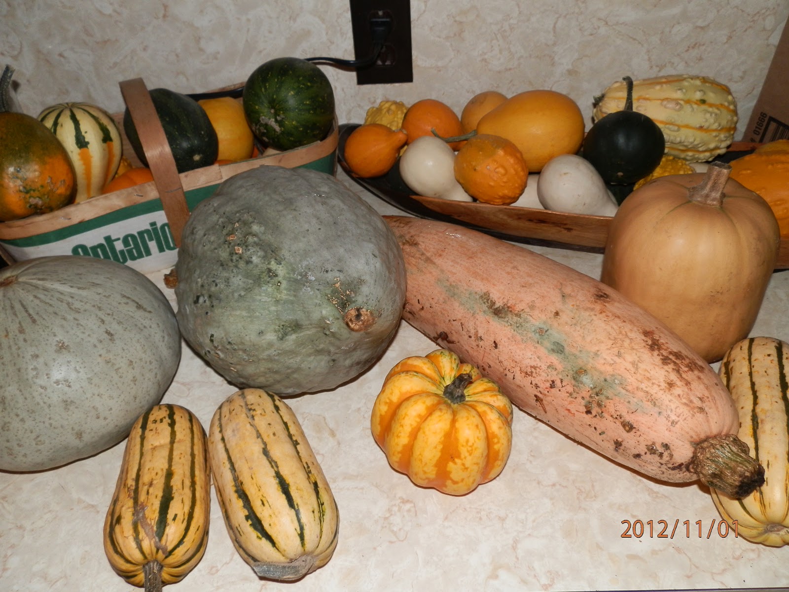 Ridge Berry Farm Pink Banana Squash