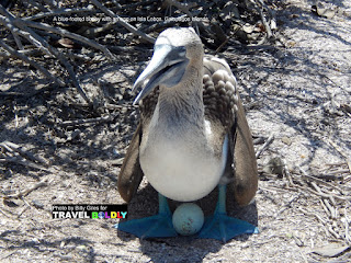 Travel Boldly Galapagos Island - A blue-footed booby with an egg on Isla Lobos. Credit Billy Giles.
