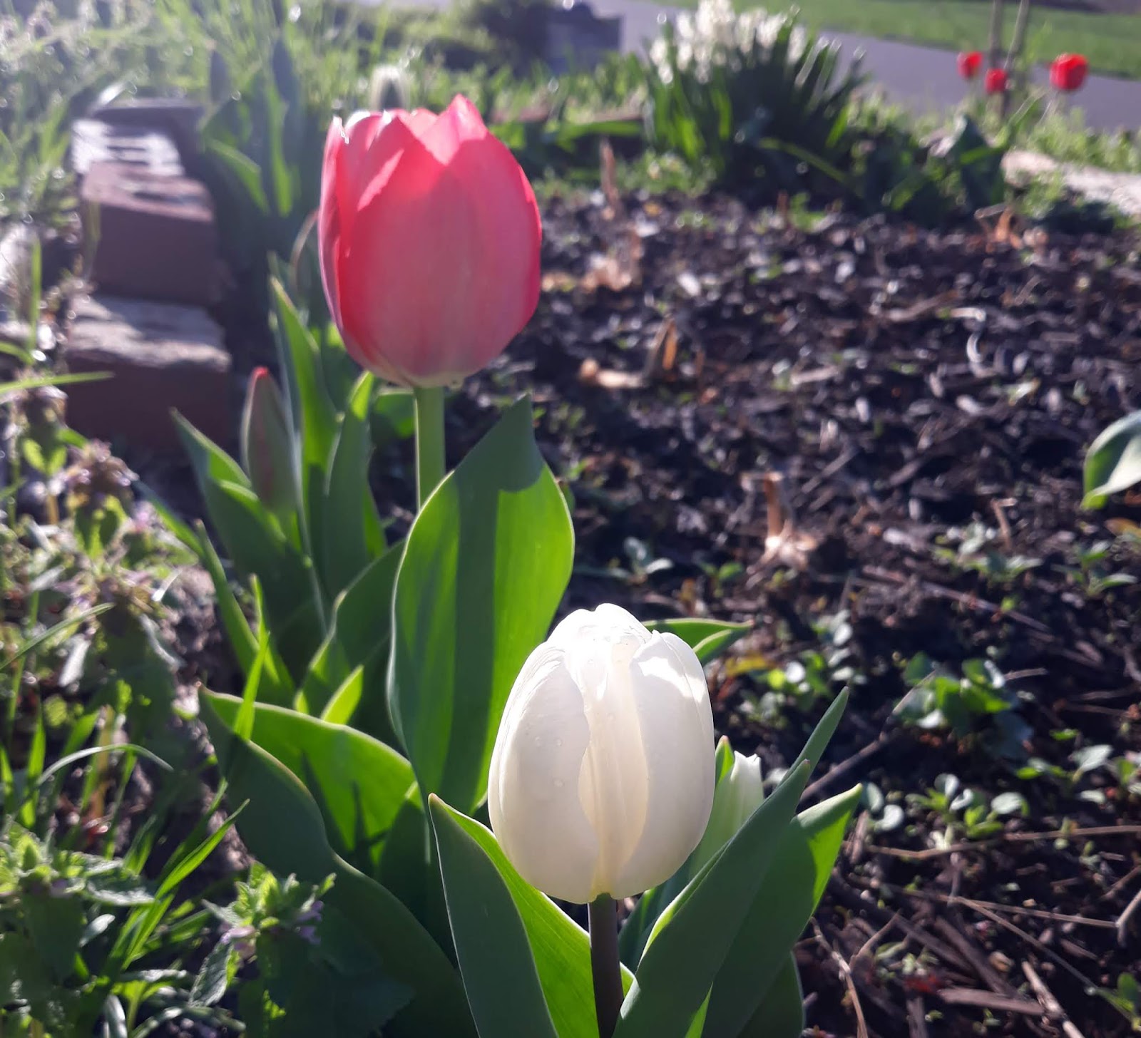 Vegans Living Off the Land Big Tulip Flower Garden