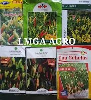 berkebun buah dan sayur, benih buah, benih sayur, jual benih, lmga agro